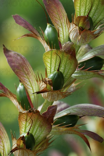 Acanthus, long-leaved bear's breech, Hungarian hogweed ( Acanthus hungaricus)