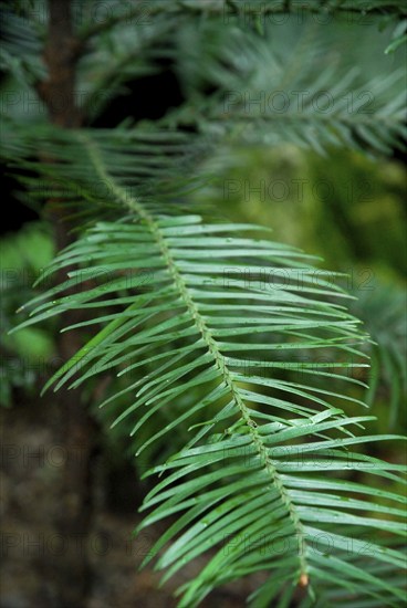 Wollemia (Wollemia nobilis) , Living fossil, Wollemi pine, Wollemi pine, Araucariaceae,