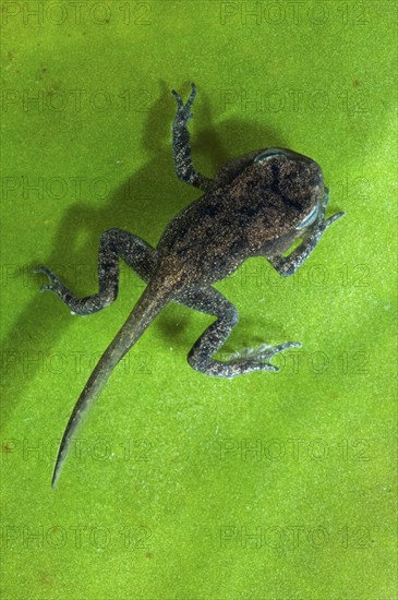 Common frog (Rana temporaria) with well-developed limbs but not yet developed tail