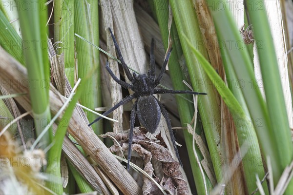 Gerandete hunting spider (Dolomedes fimbriatus) female, black morph, Naturpark Flusslandschaft
