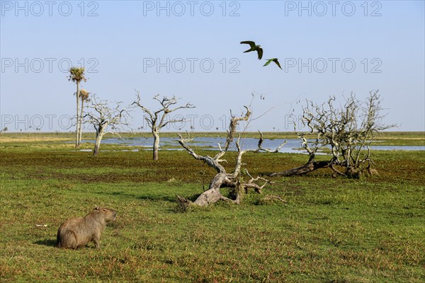Capybaras (Hydrochoerus hydrochaeris), Estancia El Socorro, near Colonia Carlos Pellegrini, Esteros