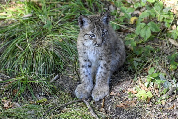 Eurasian lynx (Lynx lynx), young animal, captive, Rhodes, Département Moselle, Lorraine, France,