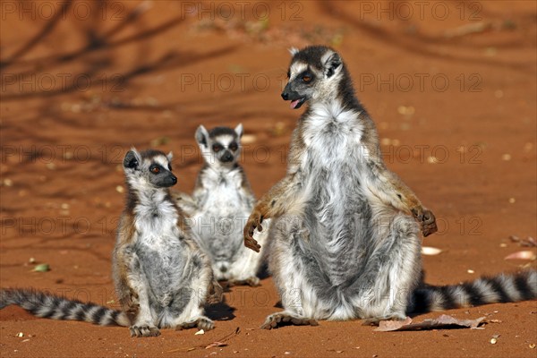 Ring-tailed ring-tailed lemur (Lemur catta), female with young, sunbathing, Berenty Private