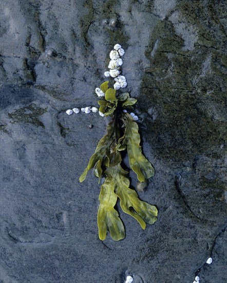 Seaweed and barnacles (Balanus balanoides) on rocks, Varanger Peninsula, Finnmark, Norway, Europe