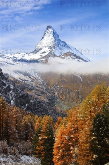 Larch forest , Larch, Matterhorn, Valais, Switzerland, Europe