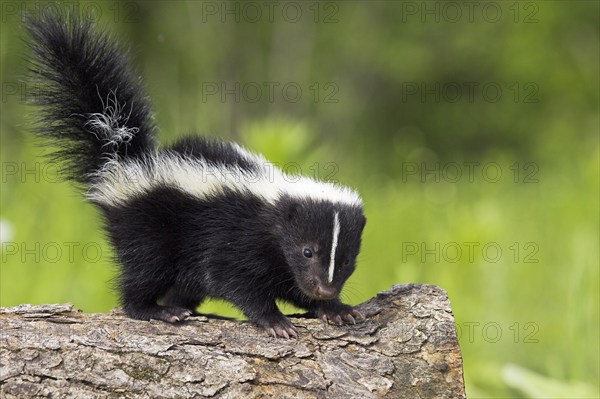 Striped skunk (Mephitis mephitis), juvenile