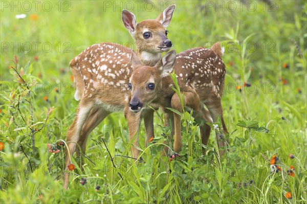 White-tail Deer, fawns (Odocoileus virginianus), fawn