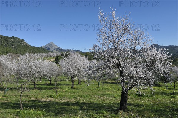 Flowering Almond trees (Prunus dulcis), Tramuntana Mountains, Majorca, Balearic Islands, Spain,
