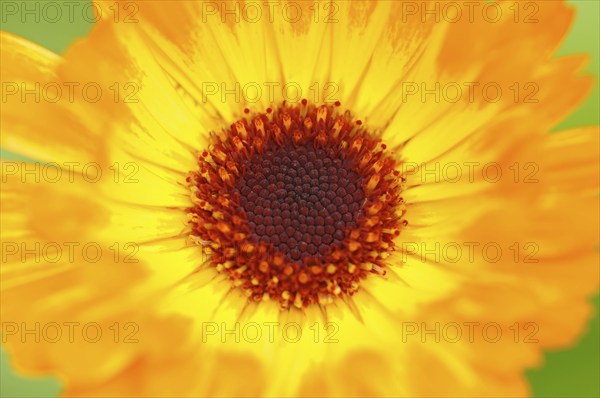 Garden Marigold (Calendula officinalis)