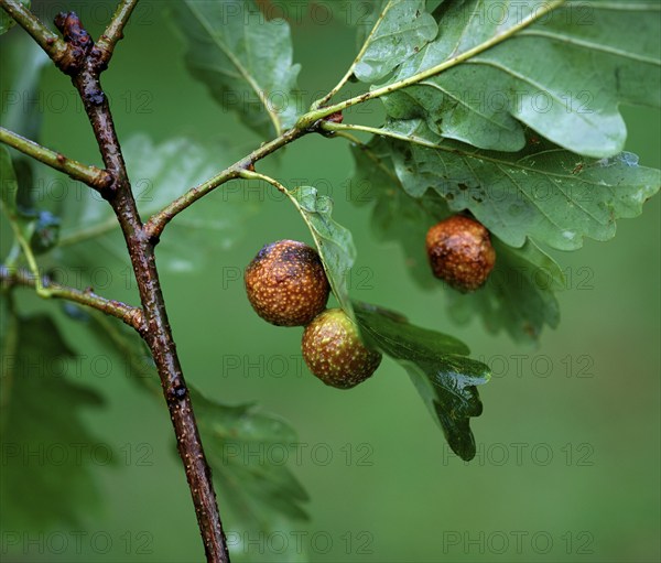 Gall on oak leaves