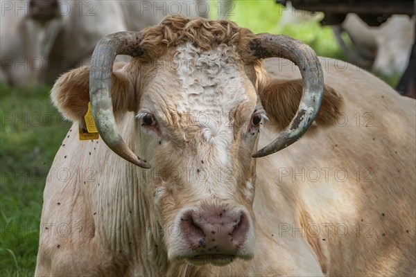 Charolais cattle, Palatinate, Rhineland-Palatinate, Germany, Europe