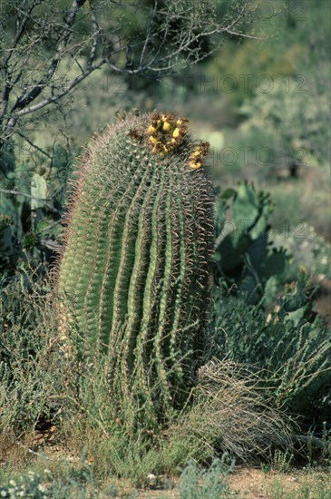 Barrel Cactus, Arizona, USA (Ferocactus wislizenii)