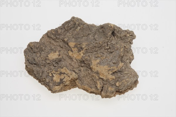 Bark of the god tree of heaven (Ailanthus altissima), medicinal plant of Chinese medicine