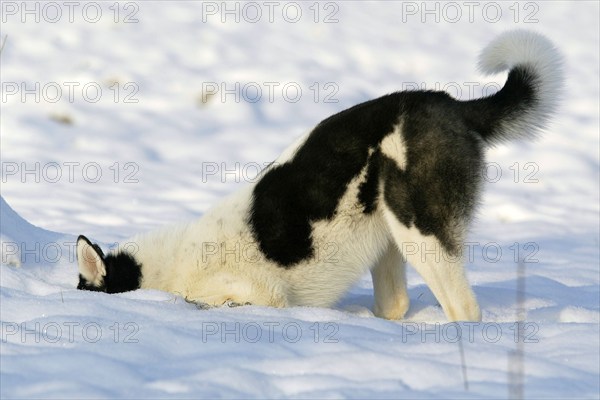 Siberian Husky in the snow