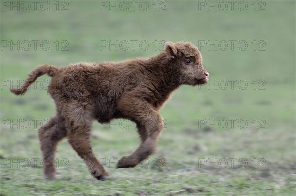 Scottish Highland Cattle, calf, calflet calflet, lateral, side
