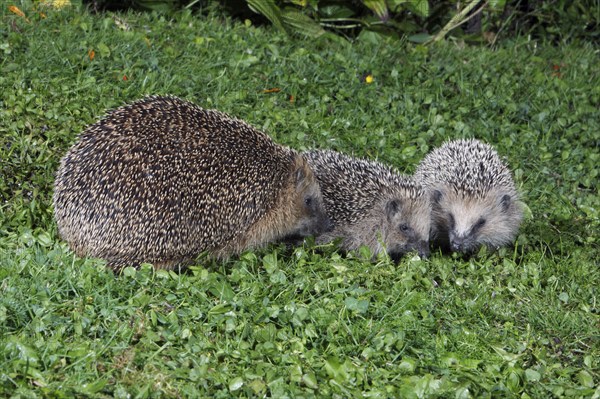 European Hedgehogs (Erinaceus europaeus), female with youngs, Germany, Europe