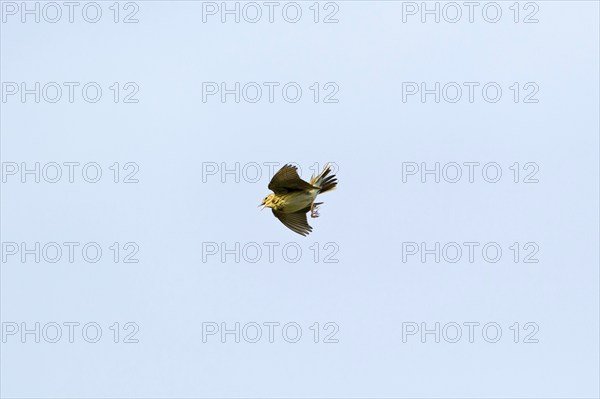 Tree pipit (Anthus trivialis), Balzflug, Lower Saxony, Germany, Europe