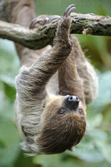 Two-toed Sloth (Choloepus didactylus)
