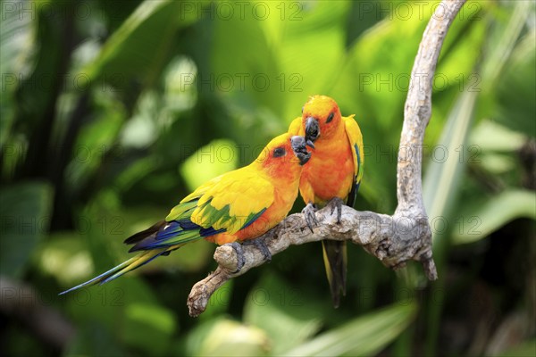 Sun conures (Aratinga solstitialis), pair