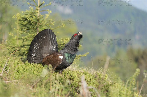 Western capercaillie (Tetrao urogallus) courting, Kalkalpen National Park, Upper Austria, Austria,