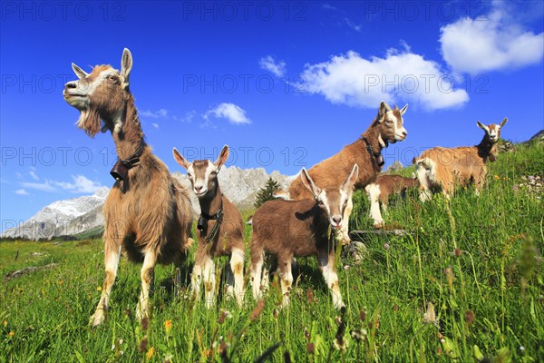 House goats on the alp, goat, goats, females and young animals, Alpstein massif, Appenzell,