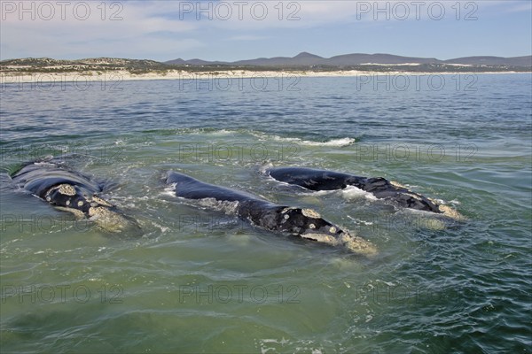 Southern Right Whales (Eubalaena australis), South Africa (Balaena glacialis australis)