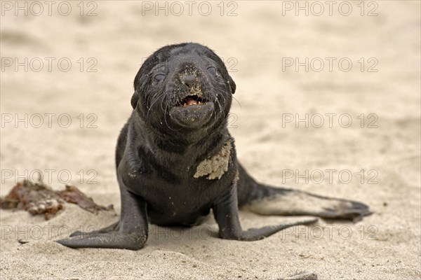 Young South African Fur Seal (Arctocephalus pusillus), Cape Cross, Namibia, Africa