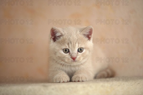 British Shorthair Cat, Kitten, British Shorthair, KBH