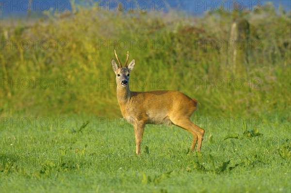 Roebuck, Dingdener Heide nature reserve, North Rhine-Westphalia, Germany, Europe