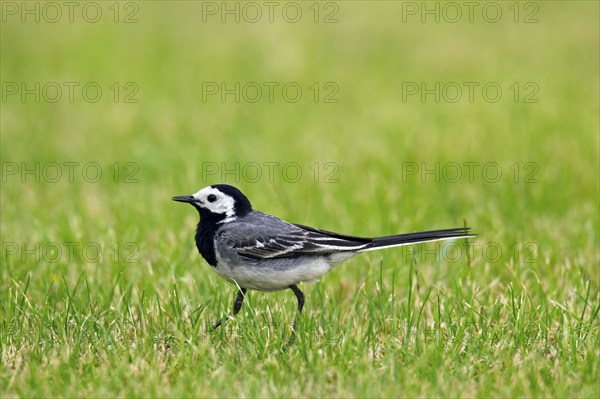 Pied Wagtail, Pied white wagtails (Motacilla alba), Songbirds, Animals, Birds, White wagtail male