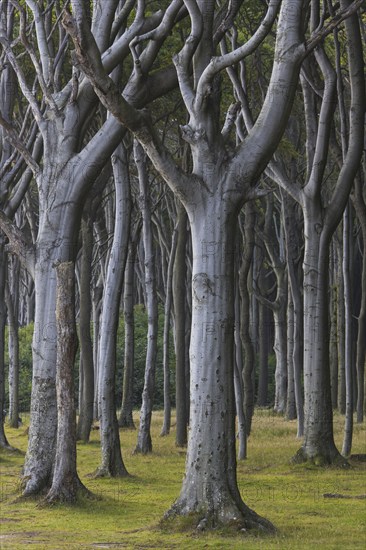 Beech trees, shaped by strong sea winds, at Ghost Wood, Gespensterwald along the Baltic Sea beach