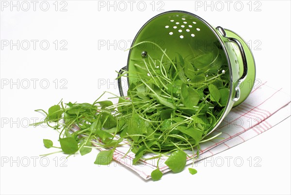 Portulaca oleracea (Portulaca oleracea) in carbon copy, summer, spice, vegetables, post, rush,
