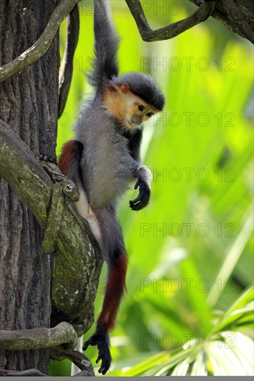 Red-shanked Douc (Pygathrix nemaeus) Langur, young