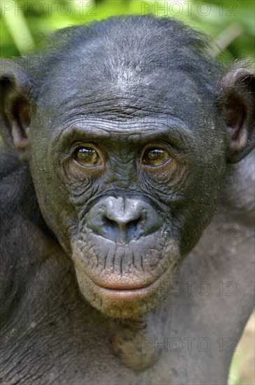 Bonobo (Pan paniscus), portrait, Lola ya Bonobo Sanctuary, Kimwenza, Mont Ngafula, Kinshasa,