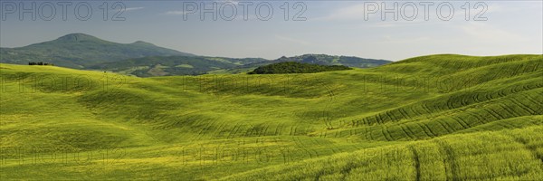 Landscape at sunrise around Pienza, Val dOrcia, Orcia Valley, UNESCO World Heritage Site, Siena
