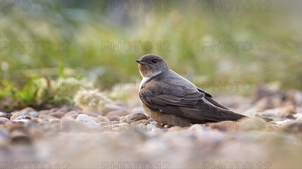 Crag martin (Ptyonoprogne rupestris) searching for nesting material on the ground, La Serena steppe