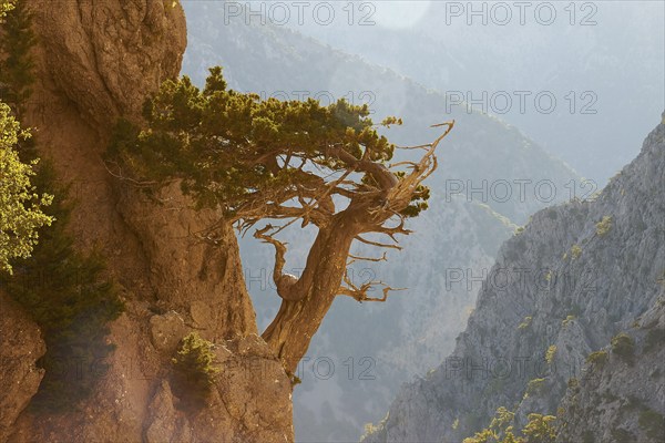 Gnarled tree clinging to rocks, Gingilos, Hiking on the Gingilos, Morning light, Back light, Sun