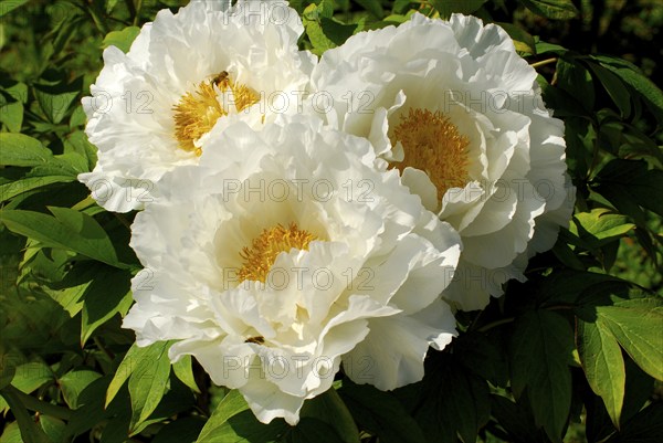 Peony 'Tsugisekai', shrub peony