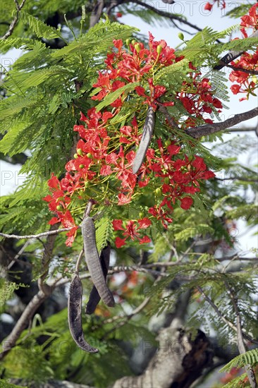 Flamboyant with fruits and blossoms (Poinciana regia), Royal Poinciana (Delonix regia),