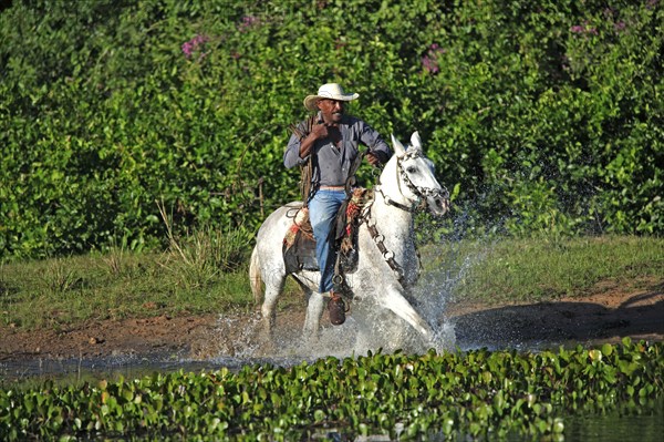 Cowboy, Pantanal, Brazil, vaqueiro, pantaneiro horse, rider, South America