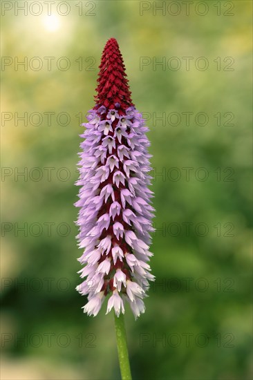 Orchid primrose (Primula vialii)