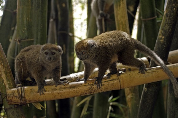 Gray Bamboo Lemur (Hapalemur griseus), pair, Madagascar, Grey Gentle Lemur, Africa