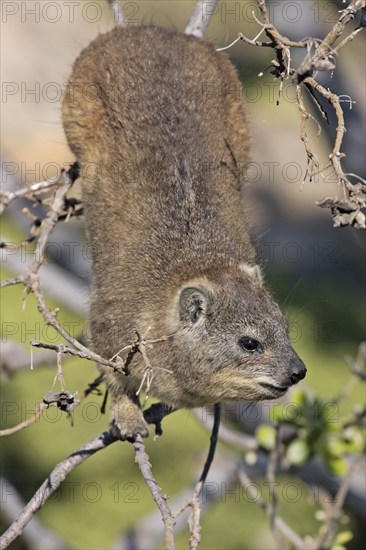 Common rock hyrax, cape hyrax (Procavia capensis)