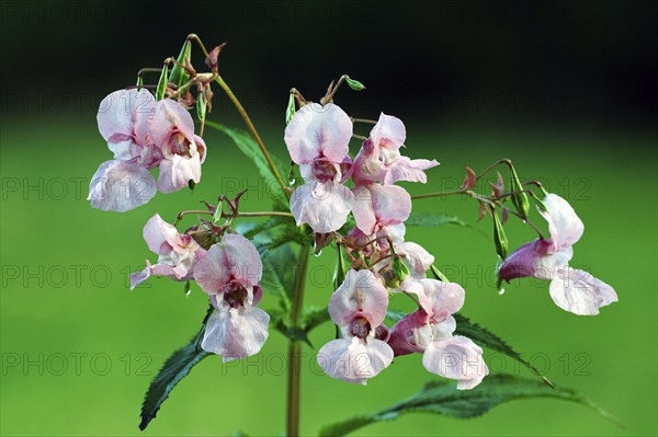 Himalayan Balsam (Impatiens glandulifera), Lower Saxony, Germany, Europe