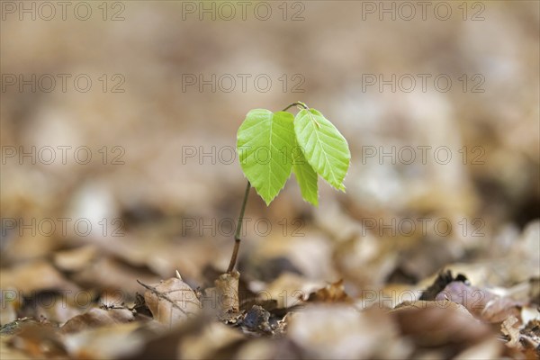 European beech (Fagus sylvatica), common beech new shoot emerging on deciduous forest floor in