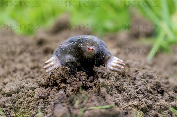 European mole (Talpa europaea), Germany, Europe