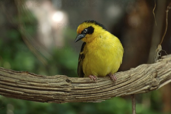 Reichenow's Weaver, male (Ploceus baglafecht reichenowi), Kenya, Africa