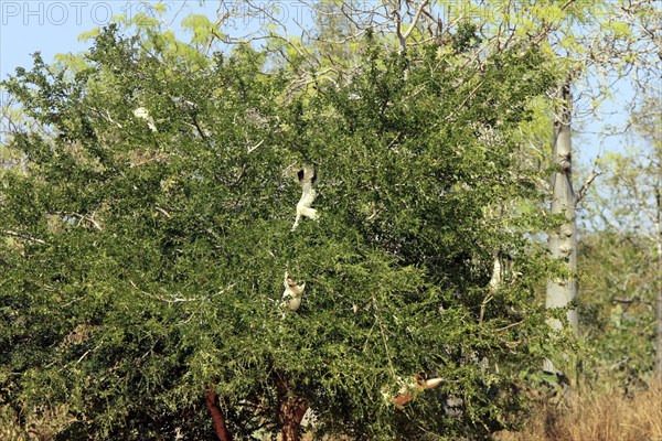 Verreaux's Sifakas, Berenty Private Reserve (Propithecus verreauxi verreauxi), Madagascar, Africa
