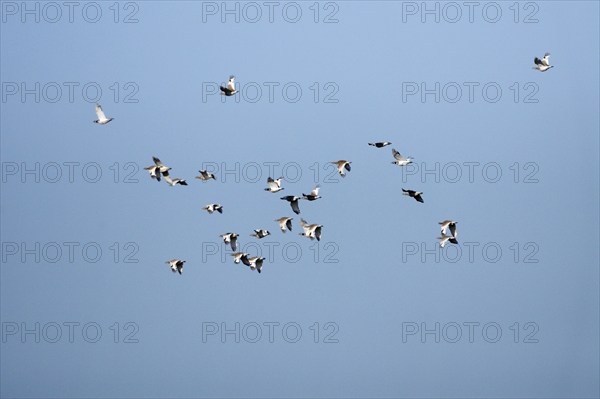 Little Bustards (Tetrax tetrax), Alentejo, Portugal, Europe