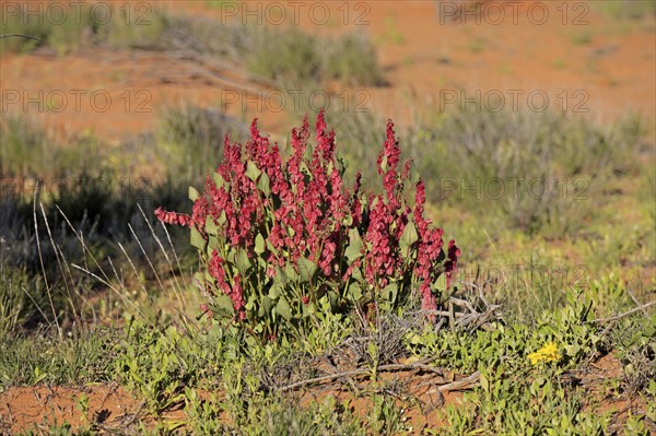 Bladderdock, Sturt national park, New South Wales, Australia (Rumex vesicarius)
